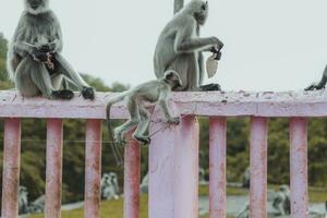 pur l'amour entre maman et bébé, singe maman et singe bébé. photo