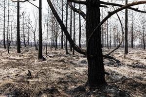 bois brûlés par un feu de forêt à l'intérieur de la forêt tropicale humide. photo