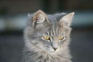 mignon chaton tigré photo