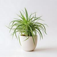 araignée plante dans une pot avec blanc Contexte ai génératif photo