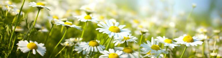 camomille fleur pour une bannière. génératif ai photo