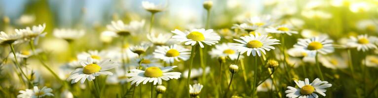 camomille fleur pour une bannière. génératif ai photo