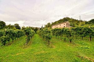 une vignoble avec une maison dans le Contexte photo