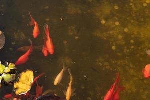 carpe ornementale rouge dans un étang avec végétation. photo