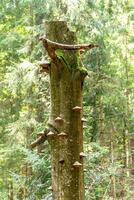 champignons croissance sur le tronc de une arbre dans le forêt photo