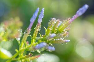 le ciel bleu fleur bourgeons de plombagine couvert dans pluie gouttes. photo