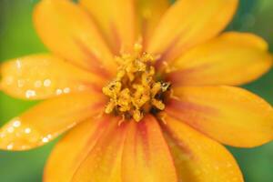 une macro image de une brillant Orange fleur sur une vert Contexte. photo