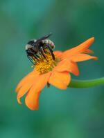 une abeille découverte nectar sur un Orange fleur contre une en sourdine vert Contexte. photo