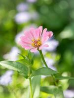 fermer de une fleur avec lumière rose pétales et bleu fleur de brume dans le Contexte. photo