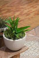 Haut vue vert les plantes dans blanc argile des pots sur une en bois chaise sur marbre sol et bois sol b arrière-plan, objet, décor, décoration, beau, copie espace photo