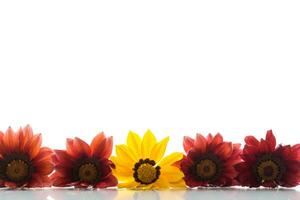 magnifique rouge et Jaune gazania fleurs sur blanc Contexte. photo