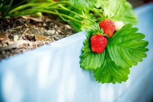 mûr rouge des fraises grandir sur une en bois jardin lit photo