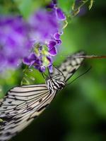 un gros plan macro d'un papillon aux ailes déployées, un coloré photo
