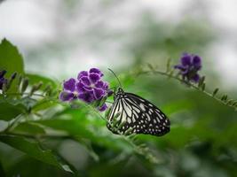 un macro close-up d'un papillon aux ailes déployées, un coloré photo