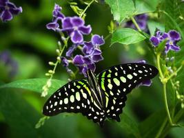 un macro close-up d'un papillon aux ailes déployées, un coloré photo