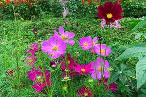 fleur de jardin cosmos rose. cosmos bipinnatus photo