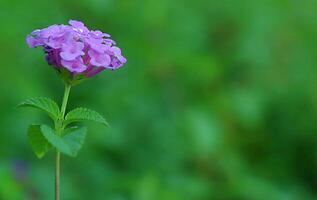 petites fleurs violettes sur fond vert flou photo