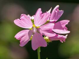 heure d'été dans le jardin photo