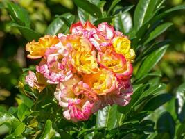 heure d'été dans le jardin photo