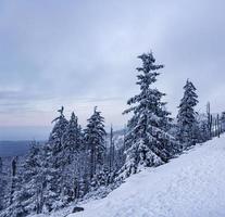 paysage forestier la nuit sapins glacés montagne brocken allemagne. photo