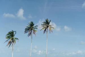 palmiers tropicaux cocotiers sur ciel coucher de soleil