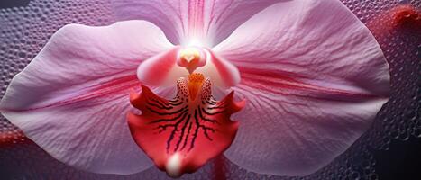 macro Capturer de un orchidée texture. ai génératif photo