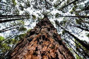 une vue en haut une grand arbre photo