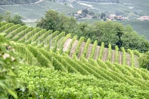 vignobles de la région vallonnée des langhe, italie du nord, site de l'unesco.