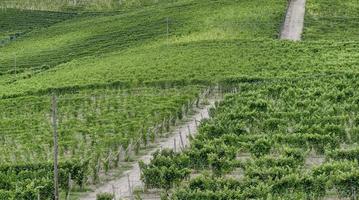 vignobles de la région vallonnée des langhe, italie du nord, site de l'unesco.