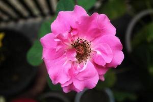 fermer les plantes ornementales de fleurs roses tropicales photo