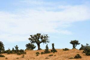 Contexte avec des arbres photo