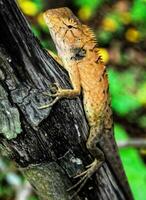 un iguane sur une branche photo