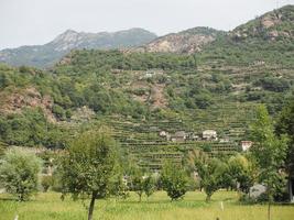 Vignoble, plantation de vignes en vallée d'aoste, italie photo