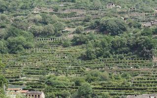 Vignoble, plantation de vignes en vallée d'aoste, italie photo