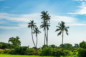 noix de coco des arbres paumes contre le bleu ciel de Inde photo