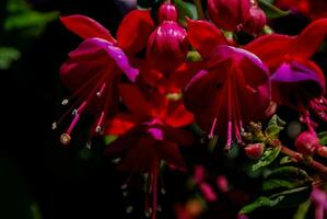 épanouissement fuchsia fleurs photo