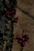 deux rose fleurs sont permanent dans de face de une pierre mur photo