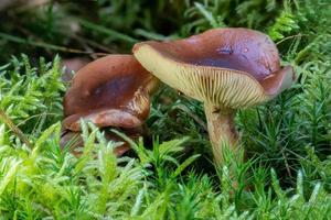 Gros plan d'un champignon brown milkcap entre les aiguilles de pin et la mousse photo