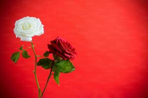 fleurs de une magnifique épanouissement rouge et blanc Rose sur une rouge Contexte. photo