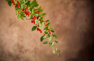 branche avec mûr rouge goji baie sur marron Contexte photo