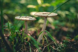 champignon amanite crocée dans le forêt photo