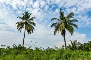 noix de coco des arbres paumes contre le bleu ciel de Inde photo