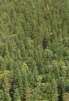 texture de une Montagne forêt avec beaucoup vert des arbres. vue de haute photo