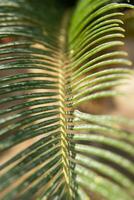 vert paume feuilles, Naturel Contexte. photo