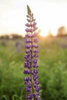 Photos de lupin fleurs dans la nature