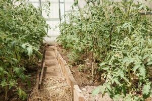 tomates sont pendaison sur une branche dans le serre. le concept de jardinage et la vie dans le pays. une grand serre pour croissance fait maison tomates. photo