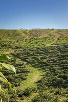 vue de une pitahaya plantation, pitahaya cultivation avec bleu ciel, pitahaya terrain aérien voir, vert des champs de pitahaya photo