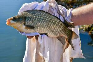 homme en portant une poisson photo