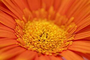 Orange Couleur Marguerite gerbera fleur proche en haut photo