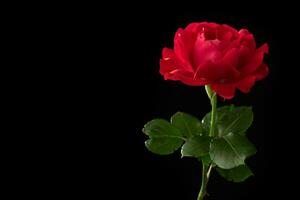 Rose fleur sur noir Contexte photo